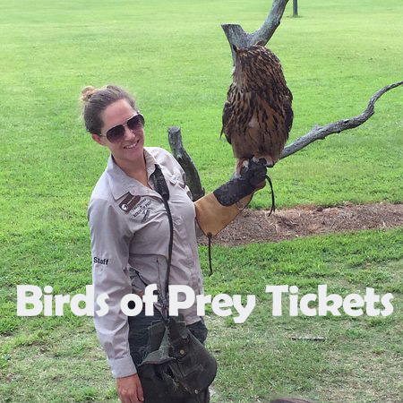 29 Birds of Prey Sq